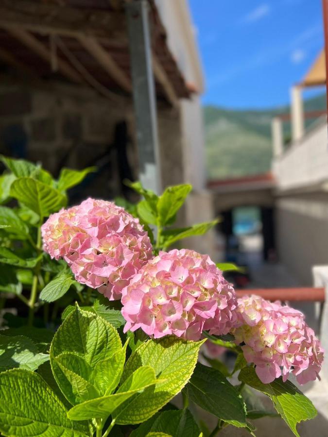 Sea Front 171 Lejlighed Kotor Eksteriør billede